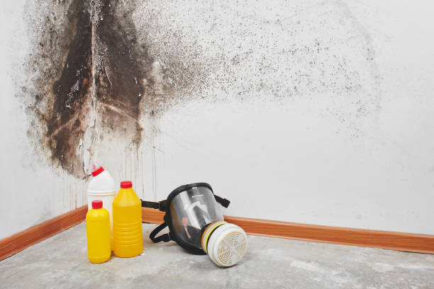 Best Residential Mold Removal  in Rocky Point, NY