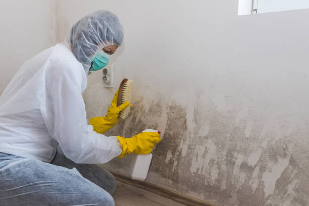 Best Mold Damage Repair  in Rocky Point, NY