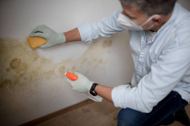 Best Commercial Mold Removal  in Rocky Point, NY
