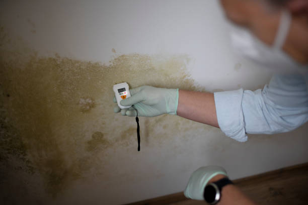 Trusted Rocky Point, NY Mold Removal Experts