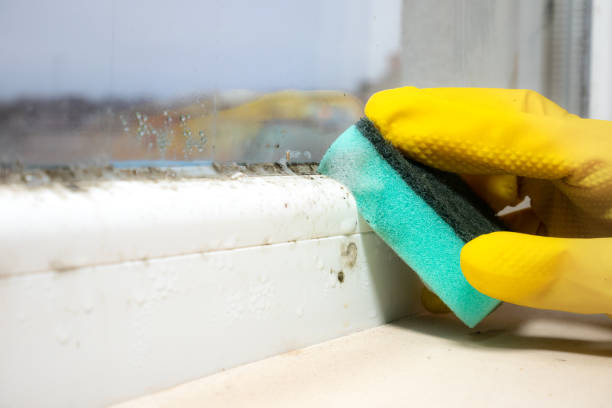 Best Mold Testing  in Rocky Point, NY